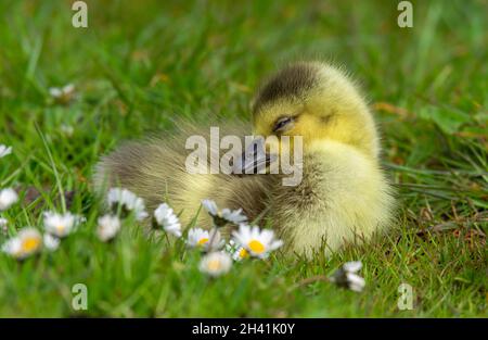 Gosling Banque D'Images