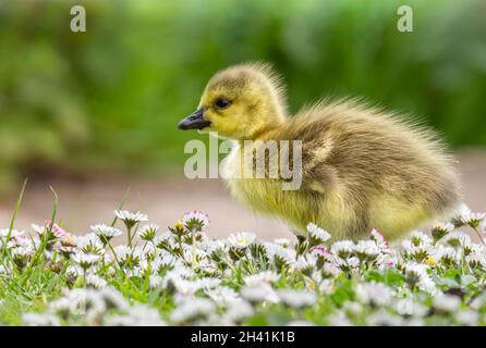 Gosling Banque D'Images