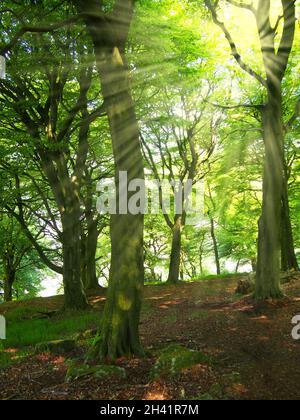 Lumière du soleil matinale éclatante avec rayons qui brillent à travers les arbres verts de la forêt printanière Banque D'Images