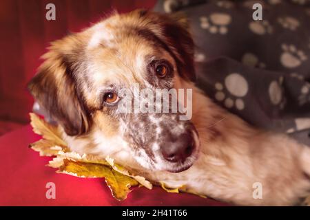 Grand chien sous la couverture et les feuilles d'automne Banque D'Images