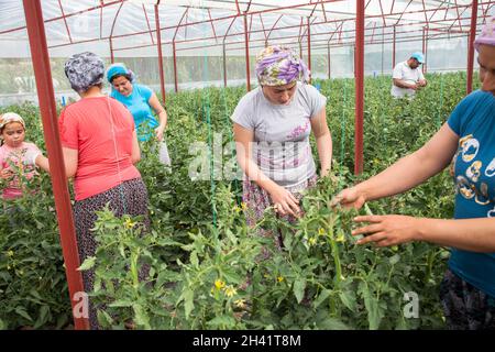 Antalya, Turquie - 06-23-2016:Un groupe de travailleurs dans une serre végétale Banque D'Images