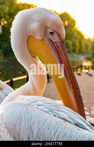 Pélicans à St James's Park au centre de Londres Banque D'Images