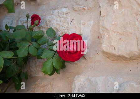 Belles roses, Centre des visiteurs Ash Shubak, Jordanie, Moyen-Orient Banque D'Images