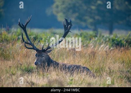 Un cerf à Richmond Park, Londres en automne Banque D'Images