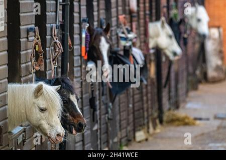 Chevaux dans leurs écuries au Stag Lodge, Richmond Park, Londres Banque D'Images