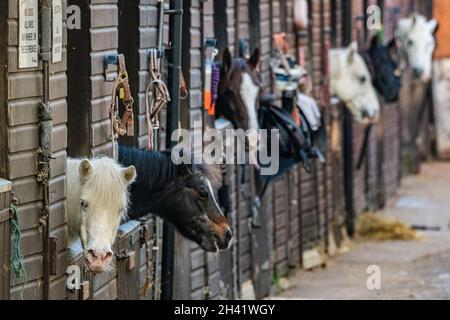 Chevaux dans leurs écuries au Stag Lodge, Richmond Park, Londres Banque D'Images