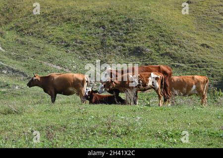 Vaches broutant de l'herbe sur un champ agricole vert d'une prairie alpine dans la montagne du Caucase.Tchétchénie, Russie Banque D'Images
