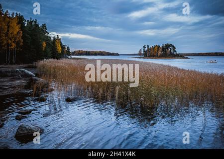 Île dans le parc de Monrepo (mon repos).Herbe de pampas.Paysage d'automne.Vyborg. Banque D'Images