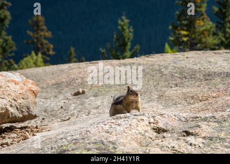 Un petit chipmunk posant nosoy dans le parc national des montagnes Rocheuses, États-Unis Banque D'Images