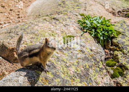 Un petit chipmunk posant nosoy dans le parc national des montagnes Rocheuses, États-Unis Banque D'Images