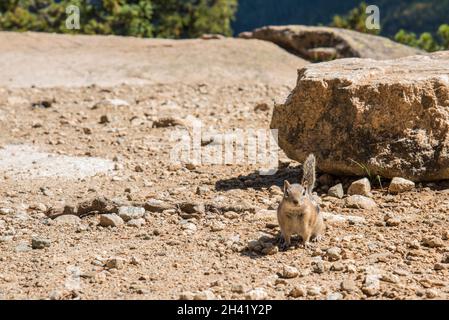 Un petit chipmunk posant nosoy dans le parc national des montagnes Rocheuses, États-Unis Banque D'Images