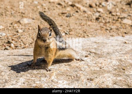 Un petit chipmunk posant nosoy dans le parc national des montagnes Rocheuses, États-Unis Banque D'Images