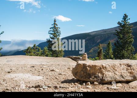 Un petit chipmunk posant nosoy dans le parc national des montagnes Rocheuses, États-Unis Banque D'Images