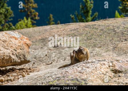 Un petit chipmunk posant nosoy dans le parc national des montagnes Rocheuses, États-Unis Banque D'Images