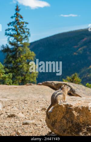 Un petit chipmunk posant nosoy dans le parc national des montagnes Rocheuses, États-Unis Banque D'Images