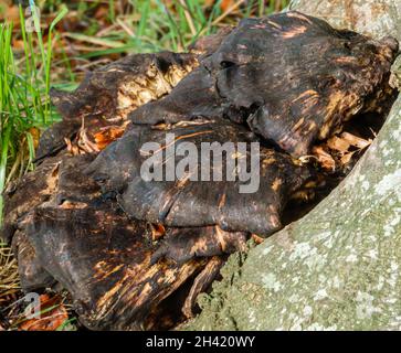 Gros plan d'un champignon de chaga (Inonotus obliquus) un champignon de la famille des Hymenochaetaceae.Il est parasite sur le bouleau et d'autres arbres. Banque D'Images
