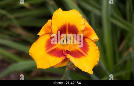 orange jour lys hermerocallis, macro avec fond vert. faible profondeur de champ sur la fleur, se concentrer sur les anthères.Arrière-plan flou Banque D'Images