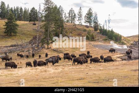 Un troupeau de buffles qui broutage dans le parc national de Yellowstone, États-Unis Banque D'Images