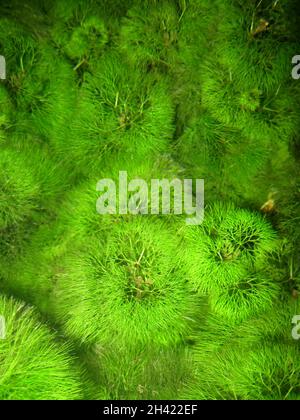 Cabomba aquatica est communément appelé fanwort ou cabomba géant Banque D'Images