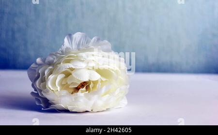 Magnifique pivoine blanche sur fond blanc et bleu, vue de dessus Banque D'Images