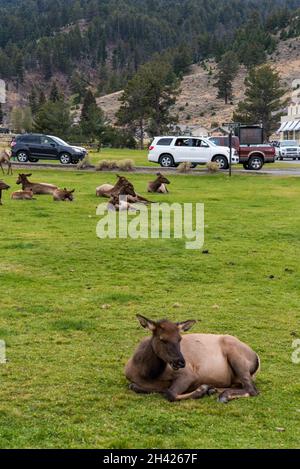 Un troupeau de cerfs se reposant à Mammoth Hot Springs du parc national de Yellowstone, États-Unis Banque D'Images