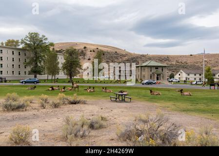 Un troupeau de cerfs se reposant à Mammoth Hot Springs du parc national de Yellowstone, États-Unis Banque D'Images