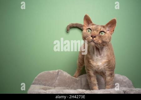 beau chat de devon rex lilas brun avec des yeux verts sur fond vert avec espace de copie Banque D'Images