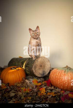 fauve lilas devon rex chat debout sur une souche d'arbre avec des citrouilles et des feuilles d'automne sur le sol regardant la caméra avec l'espace de copie Banque D'Images