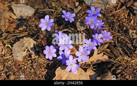 Hepatica début de printemps fleur bleue dans la forêt Banque D'Images