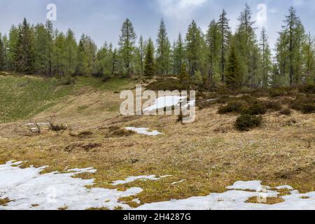 Début du printemps fleurs de prairie avec crocus à Sella di Rioda, Alpes, Italie Banque D'Images