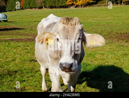 Un beau taureau beige qui regarde de près l'appareil photo dans le village bavarois de Birkach en Allemagne Banque D'Images