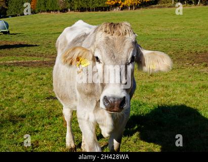 Un beau taureau beige qui regarde de près l'appareil photo dans le village bavarois de Birkach en Allemagne Banque D'Images