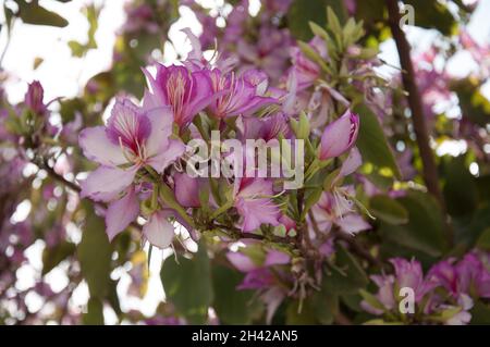 Bauhinia variegata Flowers, Amman, Jordanie Banque D'Images