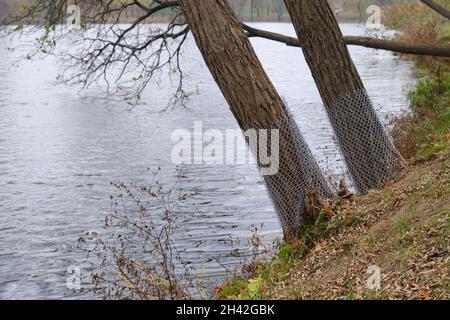 Clôtures en treillis d'acier sur les arbres pour empêcher les castors d'entrer.Enveloppez les arbres avec une clôture de castor dans un parc de la ville Banque D'Images