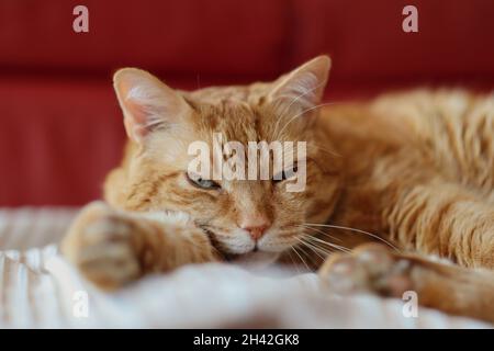 Adorable chat de gingembre avec le visage fatigué se trouve à l'intérieur.Animal domestique Tabby orange endormi à la maison. Banque D'Images