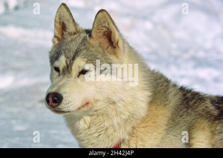 gros plan d'un malamute d'alaska, chien de race moyenne à grande Banque D'Images