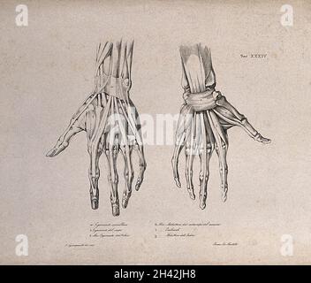 Muscles et ligaments de la main : deux figures des mains écorché.Lithographie par Martelli d'après C. Squanquerillo, 1839. Banque D'Images