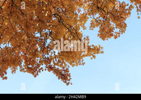 Détail arbre d'automne avec feuilles jaunes, paysage italien apennine, saison d'automne Banque D'Images