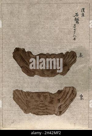 Deux fossiles d'un crabe, montrant le dessus et le dessous.Aquarelle. Banque D'Images