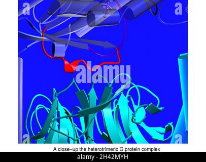 Modèle moléculaire de la protéine G hétérotrimère Banque D'Images