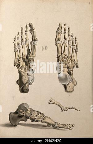 Os du pied.Encre et aquarelle, 1830/1835?, d'après W. Cheselden, ca.1733. Banque D'Images