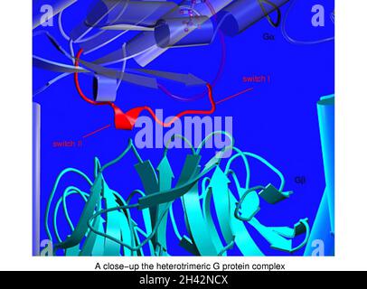 Modèle moléculaire de la protéine G hétérotrimère Banque D'Images