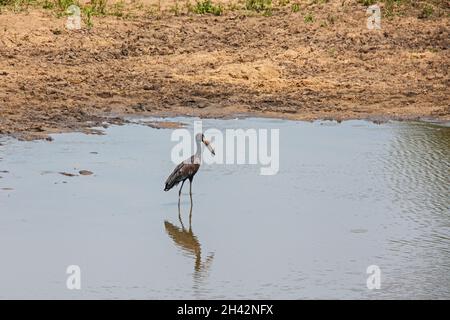 Porc à bec ouvert africain (Anastomus lamelligerus) 13685 Banque D'Images