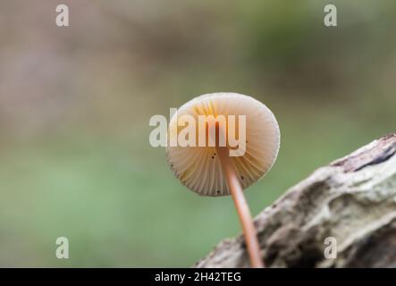 Champignon - Bonnet de Saffrondrop (Mycena crocata) Banque D'Images