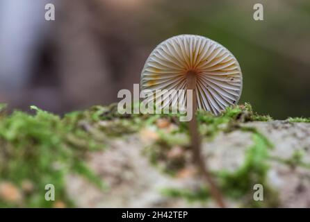 Champignon - Bonnet de Saffrondrop (Mycena crocata) Banque D'Images