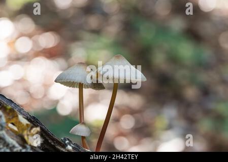 Champignon - Bonnet de Saffrondrop (Mycena crocata) Banque D'Images