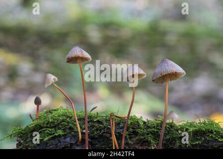 Champignon - Bonnet de Saffrondrop (Mycena crocata) Banque D'Images