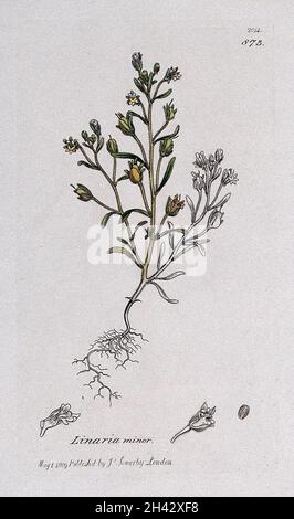 Petit toadlin (Chaenorhinum moins) : plante à fleurs et segments floraux.Gravure colorée d'après J. Sowerby, 1809. Banque D'Images