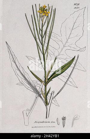 Fusée de Londres (Sisymbrium irio) : branches florales, feuilles et florales.Gravure colorée d'après J. Sowerby, 1806. Banque D'Images