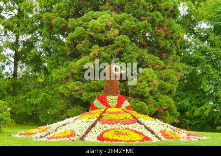Paon aux fleurs sur l'île aux fleurs allemande d'Insel Mainau Banque D'Images